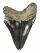 Juvenile Megalodon Tooth - Serrated Blade #56631-1